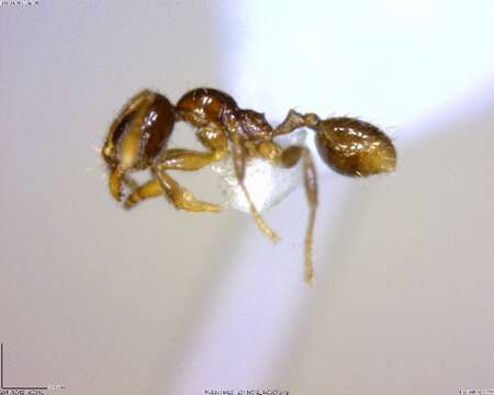 Image of <i>Pheidole sagittaria</i>