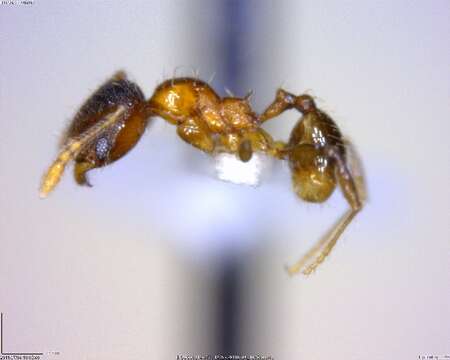 Image of <i>Pheidole browni</i>