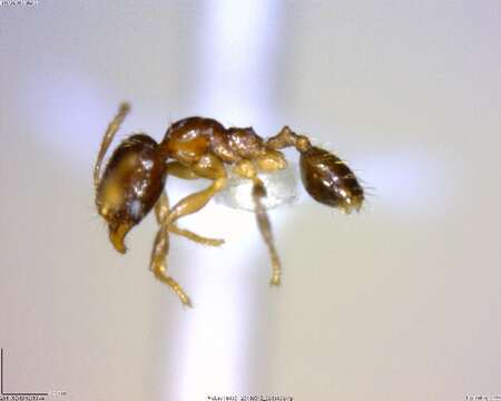 Image of <i>Pheidole sagittaria</i>