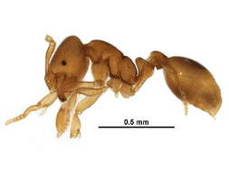 Image of Solenopsis