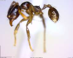 Image of <i>Pheidole rhinomontana</i>