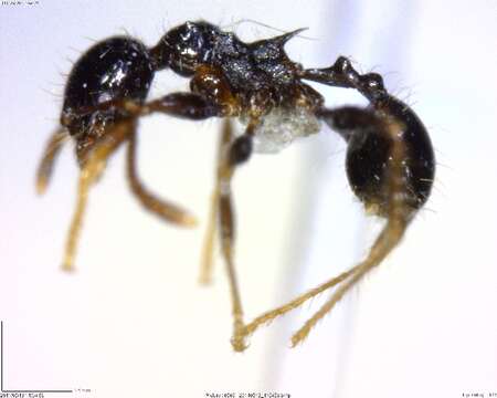 Image of <i>Pheidole simonsi</i>