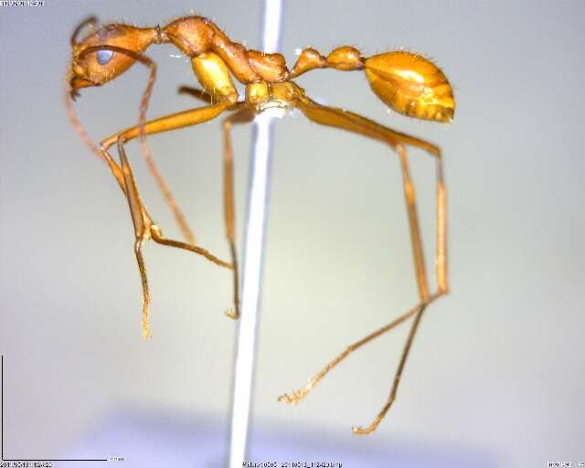 Image of Aphaenogaster