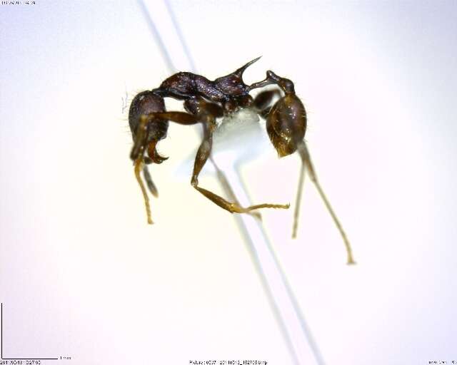 Image of Pheidole ursus Mayr 1870