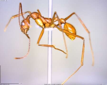 Image of Aphaenogaster