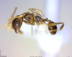 Imagem de <i>Pheidole rugiceps</i>