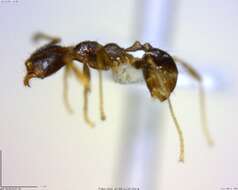 Imagem de <i>Pheidole rugiceps</i>