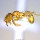 Plancia ëd <i>Pheidole olsoni</i>