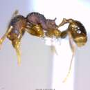 Image of <i>Pheidole rectispina</i>