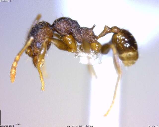 Imagem de <i>Pheidole rectispina</i>