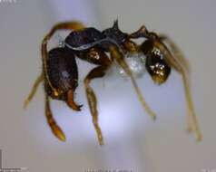 Imagem de <i>Pheidole rectispina</i>