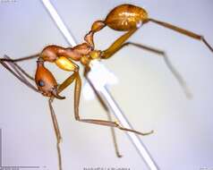 Image of Aphaenogaster