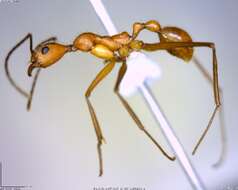 Image of Aphaenogaster