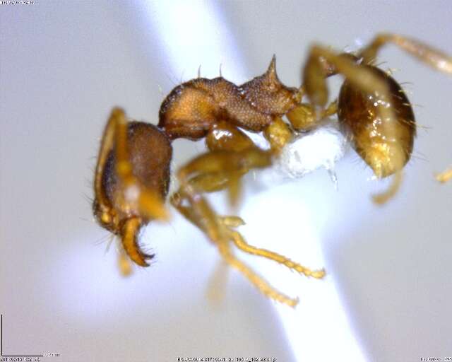 Imagem de <i>Pheidole rectispina</i>