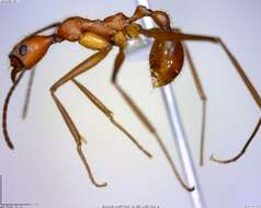 Image of Aphaenogaster