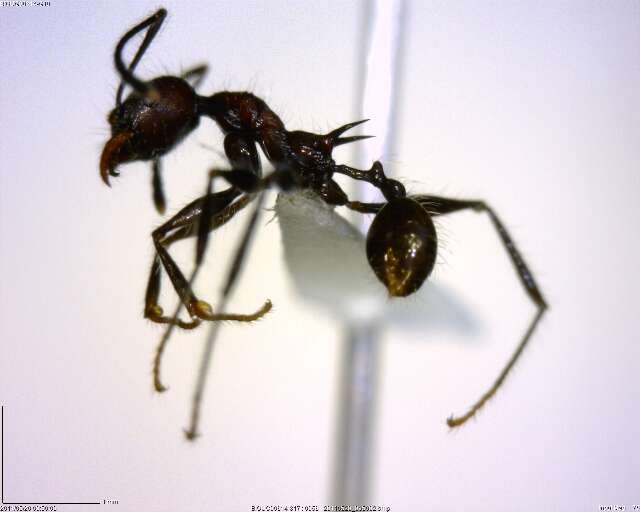 Image of Pheidole ursus Mayr 1870