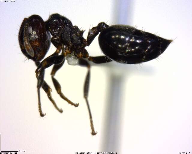 Crematogaster resmi