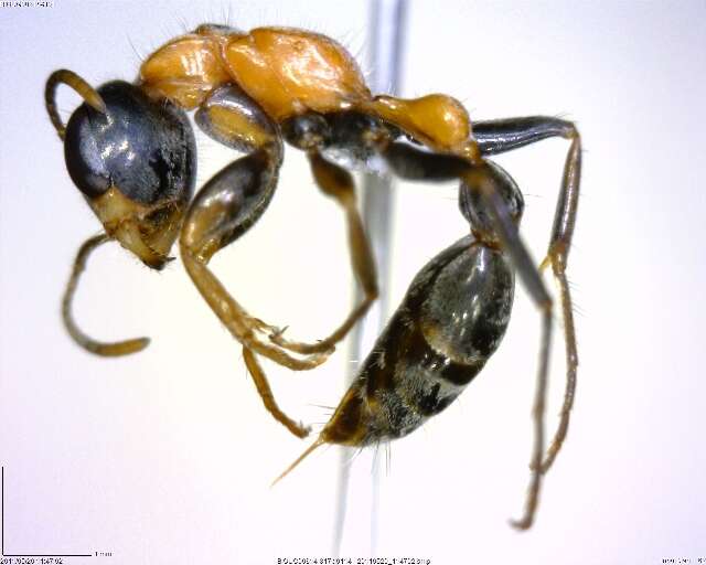 Image of Pseudomyrmex