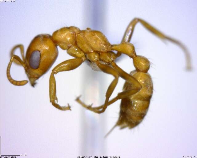 Image of Pseudomyrmex spinicola (Emery 1890)