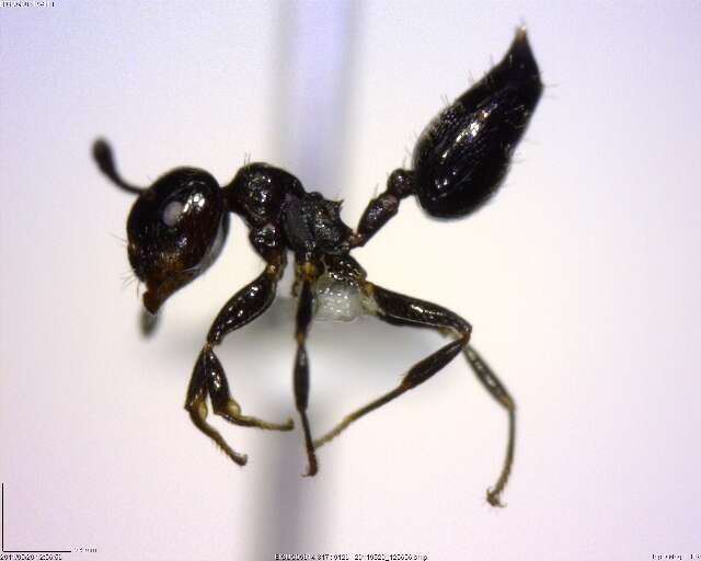 Crematogaster resmi