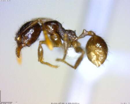 Image of <i>Pheidole rhinomontana</i>