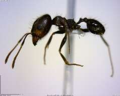 صورة Pheidole susannae Forel 1886