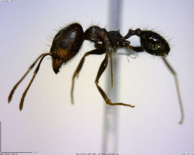 صورة Pheidole susannae Forel 1886