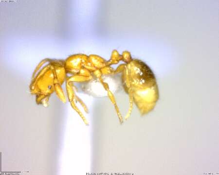 Image of Solenopsis