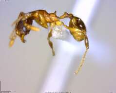 Image of <i>Pheidole browni</i>