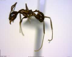 صورة Pheidole susannae Forel 1886