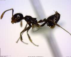 Crematogaster resmi