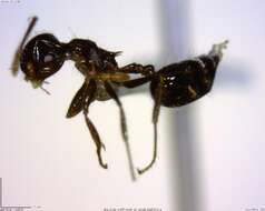 Crematogaster resmi