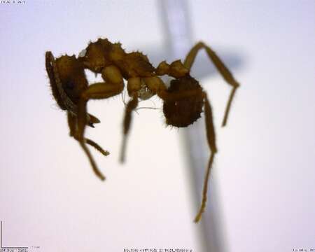 Image of Trachymyrmex