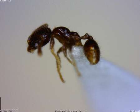 Image of <i>Pheidole sagittaria</i>