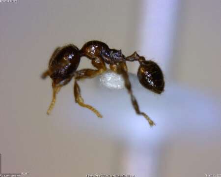 Image of <i>Pheidole sagittaria</i>