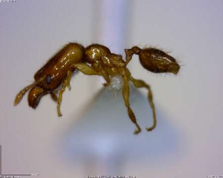 Image of <i>Pheidole sagittaria</i>