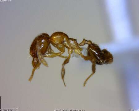 Image of <i>Pheidole sagittaria</i>