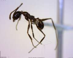 صورة Pheidole susannae Forel 1886