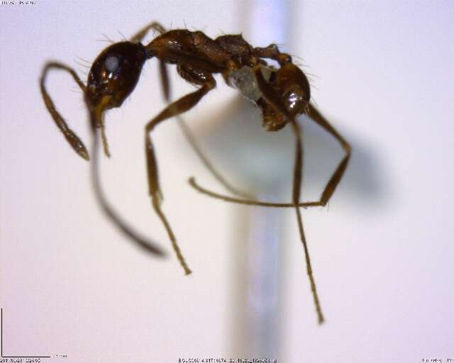 صورة Pheidole susannae Forel 1886