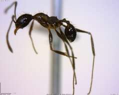 صورة Pheidole susannae Forel 1886