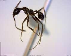 صورة Pheidole susannae Forel 1886