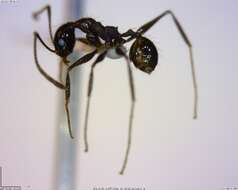 صورة Pheidole susannae Forel 1886