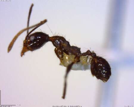 صورة Pheidole susannae Forel 1886