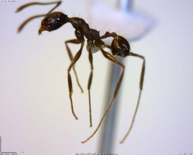 صورة Pheidole susannae Forel 1886