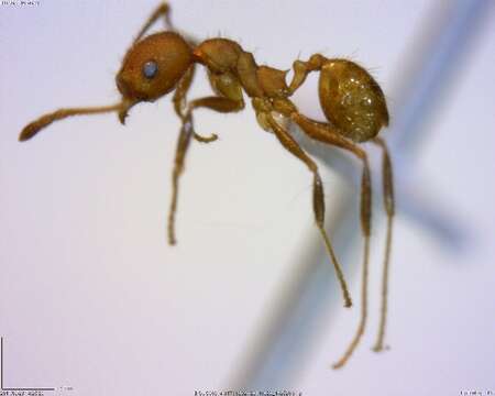 Image of Pheidole pugnax