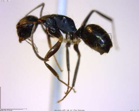 Plancia ëd Camponotus