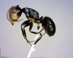 Plancia ëd Camponotus