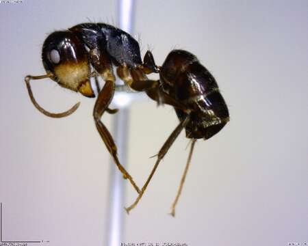 Plancia ëd Camponotus