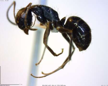 Plancia ëd Camponotus