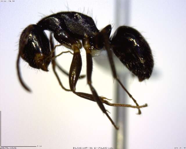 Plancia ëd Camponotus